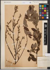 Salix aurita L. x Salix starkeana Willd.